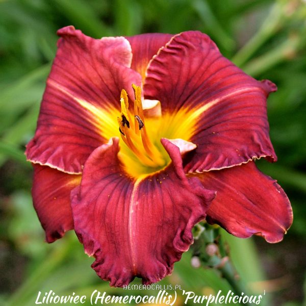 Liliowiec (Hemerocallis) 'Purplelicious'